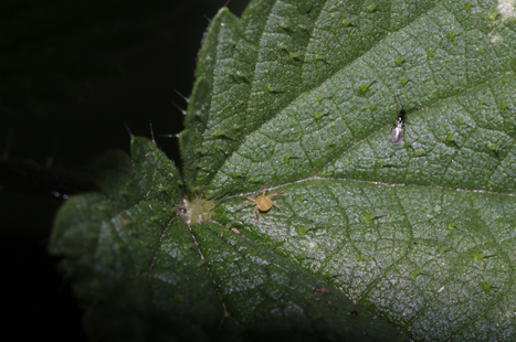 Anystidae Anystinae